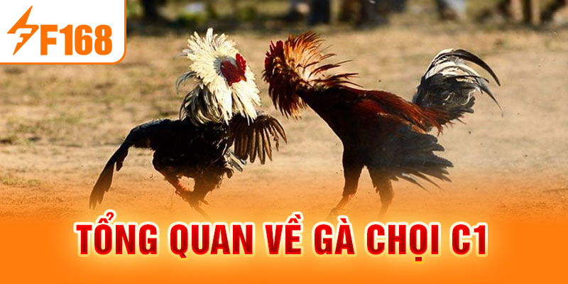 Gà Chọi C1 - Trò Chơi Cá Cược Hấp Dẫn Nhất Mọi Thời Đại Tổng quan về gà chọi C1